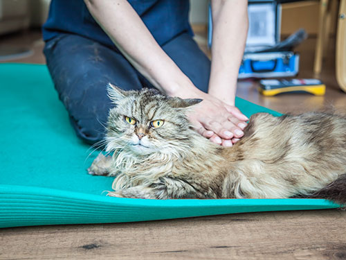 Physiotherapie Katzen