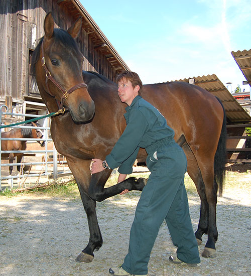 Physiotherapie Sportpferde