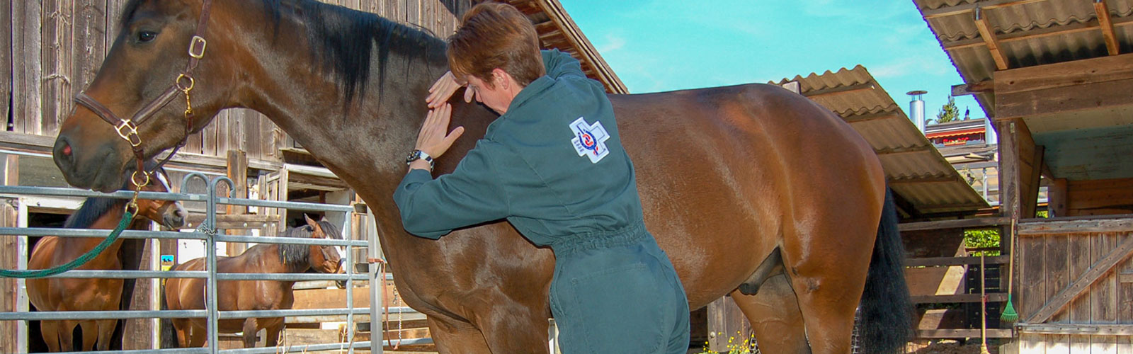 Physiotherapie für Tiere - Dr. med vet. Karin Küng