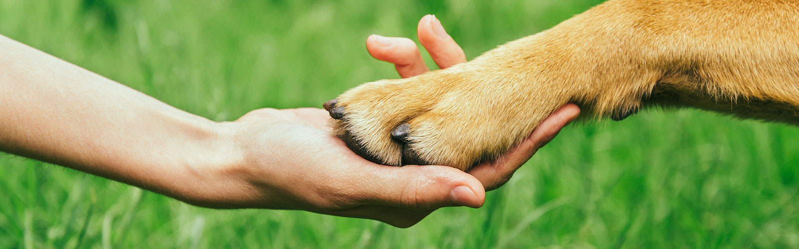 Physiotherapie für Tiere - Dr. med vet. Karin Küng